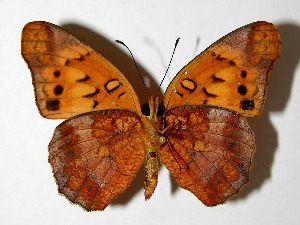  ( - 07-SRNP-14368)  @13 [ ] CreativeCommons - Attribution Non-Commercial Share-Alike (2008) Daniel H. Janzen Guanacaste Dry Forest Conservation Fund
