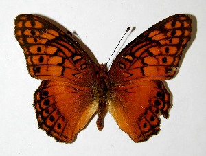  ( - 07-SRNP-14373)  @13 [ ] CreativeCommons - Attribution Non-Commercial Share-Alike (2008) Daniel H. Janzen Guanacaste Dry Forest Conservation Fund