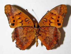  ( - 07-SRNP-14373)  @13 [ ] CreativeCommons - Attribution Non-Commercial Share-Alike (2008) Daniel H. Janzen Guanacaste Dry Forest Conservation Fund