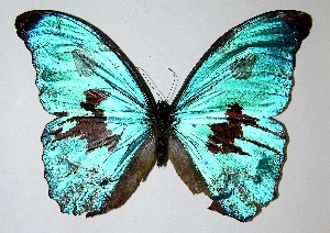  ( - 07-SRNP-2536)  @14 [ ] CreativeCommons - Attribution Non-Commercial Share-Alike (2008) Daniel H. Janzen Guanacaste Dry Forest Conservation Fund