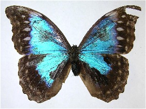  ( - 07-SRNP-2542)  @14 [ ] CreativeCommons - Attribution Non-Commercial Share-Alike (2008) Daniel H. Janzen Guanacaste Dry Forest Conservation Fund