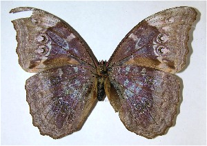  ( - 07-SRNP-2542)  @14 [ ] CreativeCommons - Attribution Non-Commercial Share-Alike (2008) Daniel H. Janzen Guanacaste Dry Forest Conservation Fund