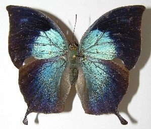  ( - 07-SRNP-55152)  @14 [ ] CreativeCommons - Attribution Non-Commercial Share-Alike (2007) Daniel H. Janzen Guanacaste Dry Forest Conservation Fund