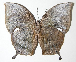  ( - 07-SRNP-55152)  @14 [ ] CreativeCommons - Attribution Non-Commercial Share-Alike (2007) Daniel H. Janzen Guanacaste Dry Forest Conservation Fund