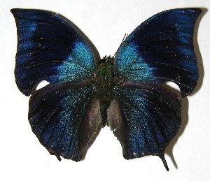  ( - 07-SRNP-58651)  @14 [ ] CreativeCommons - Attribution Non-Commercial Share-Alike (2008) Daniel H. Janzen Guanacaste Dry Forest Conservation Fund