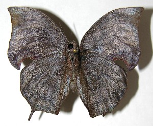  ( - 07-SRNP-58651)  @14 [ ] CreativeCommons - Attribution Non-Commercial Share-Alike (2008) Daniel H. Janzen Guanacaste Dry Forest Conservation Fund