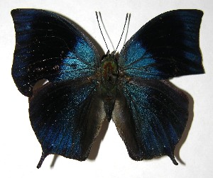  ( - 07-SRNP-59212)  @14 [ ] CreativeCommons - Attribution Non-Commercial Share-Alike (2008) Daniel H. Janzen Guanacaste Dry Forest Conservation Fund