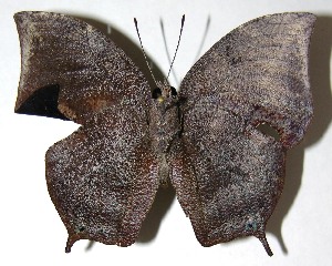  ( - 07-SRNP-59212)  @14 [ ] CreativeCommons - Attribution Non-Commercial Share-Alike (2008) Daniel H. Janzen Guanacaste Dry Forest Conservation Fund