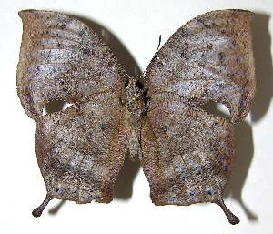  ( - 07-SRNP-59226)  @14 [ ] CreativeCommons - Attribution Non-Commercial Share-Alike (2008) Daniel H. Janzen Guanacaste Dry Forest Conservation Fund