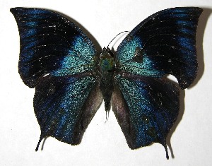  ( - 07-SRNP-59274)  @14 [ ] CreativeCommons - Attribution Non-Commercial Share-Alike (2008) Daniel H. Janzen Guanacaste Dry Forest Conservation Fund