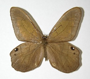  ( - 95-SRNP-7127)  @14 [ ] CreativeCommons - Attribution Non-Commercial Share-Alike (2007) Daniel H. Janzen Guanacaste Dry Forest Conservation Fund