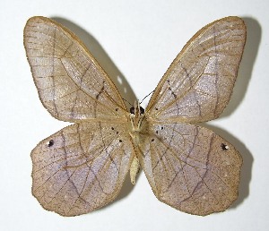  ( - 95-SRNP-7127)  @14 [ ] CreativeCommons - Attribution Non-Commercial Share-Alike (2007) Daniel H. Janzen Guanacaste Dry Forest Conservation Fund