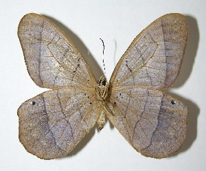 ( - 95-SRNP-7649)  @14 [ ] CreativeCommons - Attribution Non-Commercial Share-Alike (2007) Daniel H. Janzen Guanacaste Dry Forest Conservation Fund