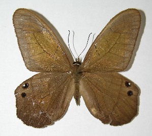  ( - 95-SRNP-7659)  @14 [ ] CreativeCommons - Attribution Non-Commercial Share-Alike (2007) Daniel H. Janzen Guanacaste Dry Forest Conservation Fund