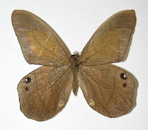  ( - 97-SRNP-4737)  @14 [ ] CreativeCommons - Attribution Non-Commercial Share-Alike (2007) Daniel H. Janzen Guanacaste Dry Forest Conservation Fund