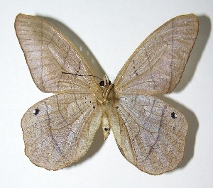  ( - 97-SRNP-4737)  @14 [ ] CreativeCommons - Attribution Non-Commercial Share-Alike (2007) Daniel H. Janzen Guanacaste Dry Forest Conservation Fund