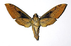  ( - 00-SRNP-9796)  @14 [ ] CreativeCommons - Attribution Non-Commercial Share-Alike (2004) Daniel H. Janzen Guanacaste Dry Forest Conservation Fund