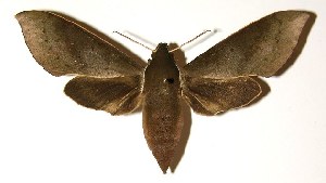  ( - 03-SRNP-11747)  @14 [ ] CreativeCommons - Attribution Non-Commercial Share-Alike (2005) Daniel H. Janzen Guanacaste Dry Forest Conservation Fund