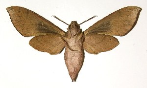  ( - 03-SRNP-11747)  @14 [ ] CreativeCommons - Attribution Non-Commercial Share-Alike (2005) Daniel H. Janzen Guanacaste Dry Forest Conservation Fund