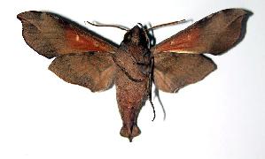  ( - 03-SRNP-14247)  @14 [ ] CreativeCommons - Attribution Non-Commercial Share-Alike (2004) Daniel H. Janzen Guanacaste Dry Forest Conservation Fund