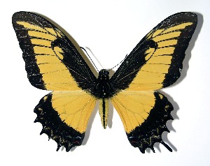  ( - 03-SRNP-19010)  @11 [ ] CreativeCommons - Attribution Non-Commercial Share-Alike (2013) Daniel H. Janzen Guanacaste Dry Forest Conservation Fund