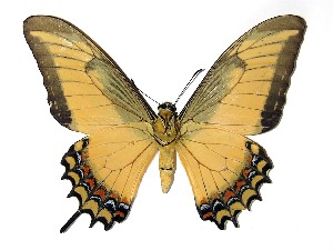  ( - 03-SRNP-19010)  @11 [ ] CreativeCommons - Attribution Non-Commercial Share-Alike (2013) Daniel H. Janzen Guanacaste Dry Forest Conservation Fund