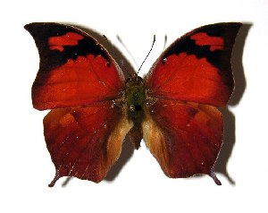  ( - 03-SRNP-22538)  @14 [ ] CreativeCommons - Attribution Non-Commercial Share-Alike (2005) Daniel H. Janzen Guanacaste Dry Forest Conservation Fund