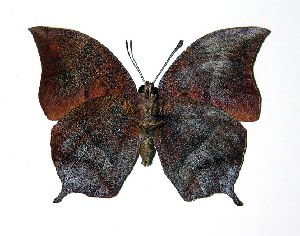  ( - 03-SRNP-22538)  @14 [ ] CreativeCommons - Attribution Non-Commercial Share-Alike (2005) Daniel H. Janzen Guanacaste Dry Forest Conservation Fund