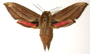  ( - 04-SRNP-41665)  @14 [ ] CreativeCommons - Attribution Non-Commercial Share-Alike (2005) Daniel H. Janzen Guanacaste Dry Forest Conservation Fund