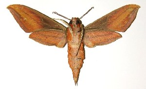  ( - 04-SRNP-41665)  @14 [ ] CreativeCommons - Attribution Non-Commercial Share-Alike (2005) Daniel H. Janzen Guanacaste Dry Forest Conservation Fund