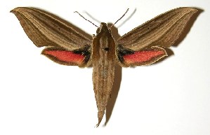  ( - 04-SRNP-56255)  @14 [ ] CreativeCommons - Attribution Non-Commercial Share-Alike (2005) Daniel H. Janzen Guanacaste Dry Forest Conservation Fund