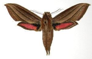  ( - 04-SRNP-56351)  @14 [ ] CreativeCommons - Attribution Non-Commercial Share-Alike (2005) Daniel H. Janzen Guanacaste Dry Forest Conservation Fund