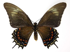  ( - 91-SRNP-772)  @11 [ ] CreativeCommons - Attribution Non-Commercial Share-Alike (2013) Daniel H. Janzen Guanacaste Dry Forest Conservation Fund