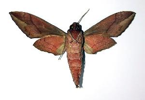  ( - 98-SRNP-12258)  @14 [ ] CreativeCommons - Attribution Non-Commercial Share-Alike (2004) Daniel H. Janzen Guanacaste Dry Forest Conservation Fund