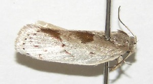  ( - 03-SRNP-9123)  @13 [ ] CreativeCommons - Attribution Non-Commercial Share-Alike (2013) Daniel H. Janzen Guanacaste Dry Forest Conservation Fund