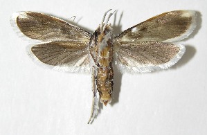  ( - 04-SRNP-42046)  @12 [ ] CreativeCommons - Attribution Non-Commercial Share-Alike (2013) Daniel H. Janzen Guanacaste Dry Forest Conservation Fund