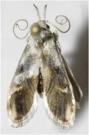  ( - 07-SRNP-42122)  @12 [ ] CreativeCommons - Attribution Non-Commercial Share-Alike (2008) Daniel H. Janzen Guanacaste Dry Forest Conservation Fund