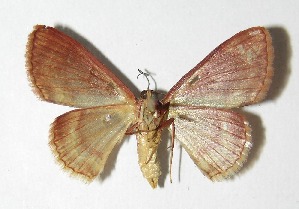  ( - 03-SRNP-20889)  @13 [ ] CreativeCommons - Attribution Non-Commercial Share-Alike (2013) Daniel H. Janzen Guanacaste Dry Forest Conservation Fund