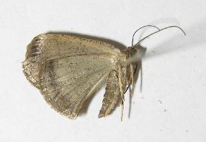  ( - 05-SRNP-33507)  @12 [ ] CreativeCommons - Attribution Non-Commercial Share-Alike (2013) Daniel H. Janzen Guanacaste Dry Forest Conservation Fund