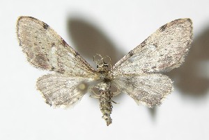  ( - 05-SRNP-70539)  @13 [ ] CreativeCommons - Attribution Non-Commercial Share-Alike (2013) Daniel H. Janzen Guanacaste Dry Forest Conservation Fund