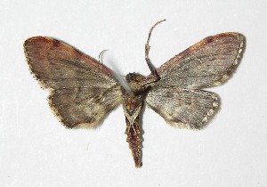  ( - 05-SRNP-70572)  @13 [ ] CreativeCommons - Attribution Non-Commercial Share-Alike (2013) Daniel H. Janzen Guanacaste Dry Forest Conservation Fund