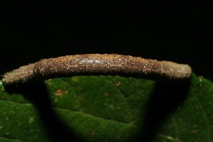  ( - 06-SRNP-31437)  @12 [ ] CreativeCommons - Attribution Non-Commercial Share-Alike (2013) Daniel H. Janzen Guanacaste Dry Forest Conservation Fund