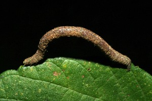  ( - 06-SRNP-31437)  @12 [ ] CreativeCommons - Attribution Non-Commercial Share-Alike (2013) Daniel H. Janzen Guanacaste Dry Forest Conservation Fund