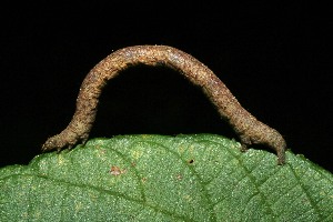  ( - 06-SRNP-31437)  @12 [ ] CreativeCommons - Attribution Non-Commercial Share-Alike (2013) Daniel H. Janzen Guanacaste Dry Forest Conservation Fund