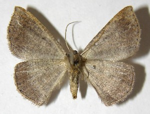  ( - 06-SRNP-32529)  @12 [ ] CreativeCommons - Attribution Non-Commercial Share-Alike (2007) Daniel H. Janzen Guanacaste Dry Forest Conservation Fund