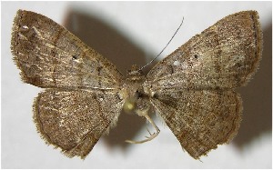  ( - 07-SRNP-22034)  @12 [ ] CreativeCommons - Attribution Non-Commercial Share-Alike (2007) Daniel H. Janzen Guanacaste Dry Forest Conservation Fund