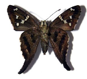  ( - 04-SRNP-14569)  @14 [ ] CreativeCommons - Attribution Non-Commercial Share-Alike (2005) Daniel H. Janzen Guanacaste Dry Forest Conservation Fund