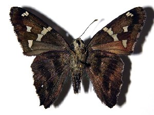  ( - 04-SRNP-14877)  @14 [ ] CreativeCommons - Attribution Non-Commercial Share-Alike (2005) Daniel H. Janzen Guanacaste Dry Forest Conservation Fund