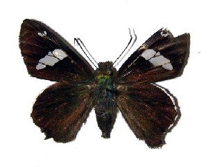  ( - 04-SRNP-32936)  @14 [ ] CreativeCommons - Attribution Non-Commercial Share-Alike (2005) Daniel H. Janzen Guanacaste Dry Forest Conservation Fund