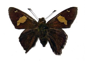  ( - 04-SRNP-34910)  @14 [ ] CreativeCommons - Attribution Non-Commercial Share-Alike (2005) Daniel H. Janzen Guanacaste Dry Forest Conservation Fund